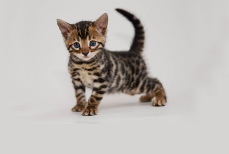 Bengal Kittens for sale near me